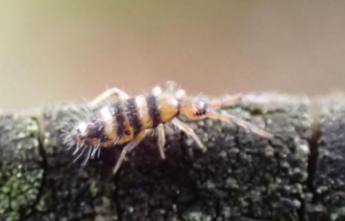 Willowsia platani
